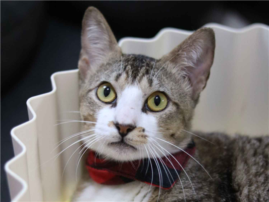 Gato para adoção Macho Pequeno 7 a 11 meses