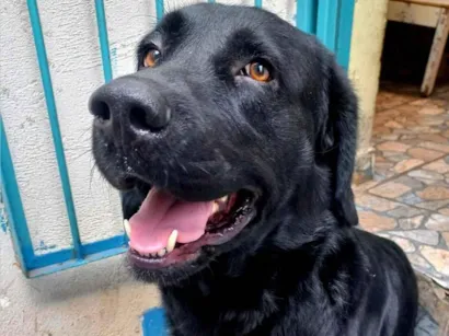 Cao Labrador Grande 4-anos