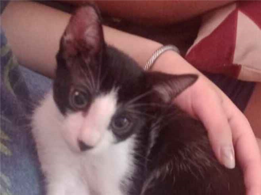 Gato para adoção Macho Pequeno 2 a 6 meses