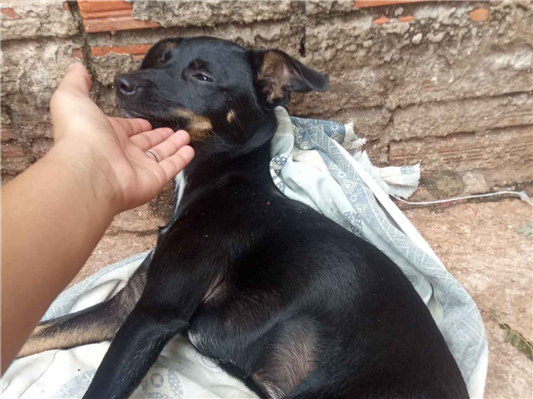 Cao - Fêmea Médio7 a 11 meses