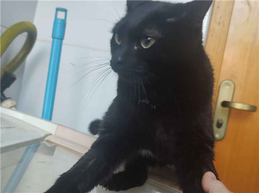 Gato para adoção Macho Pequeno 1 ano