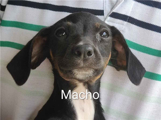 Cachorro cão para adoção Ambos Médio  2 a 6 meses 