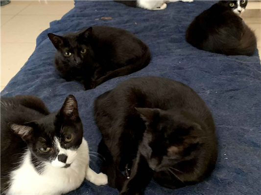 Gato para adoção Ambos Médio 2 anos