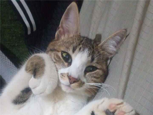 Gato para adoção Ambos Médio 2 a 6 meses
