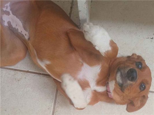 Cachorro cão para adoção Fêmea Médio  2 a 6 meses 