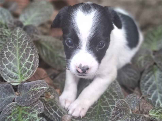 Cachorro cão para adoção Ambos Pequeno Abaixo de 2 meses 