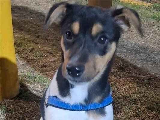 Cachorro cão para adoção Macho Médio  7 a 11 meses 