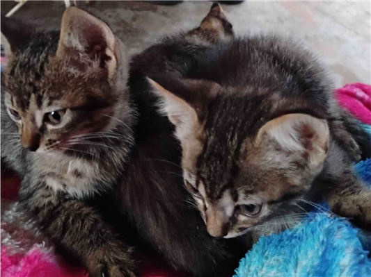 Gato para adoção Ambos Pequeno 2 a 6 meses