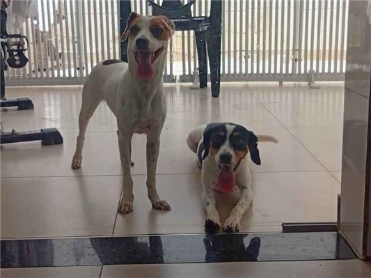 Cachorro cão para adoção Ambos Médio  1 ano 