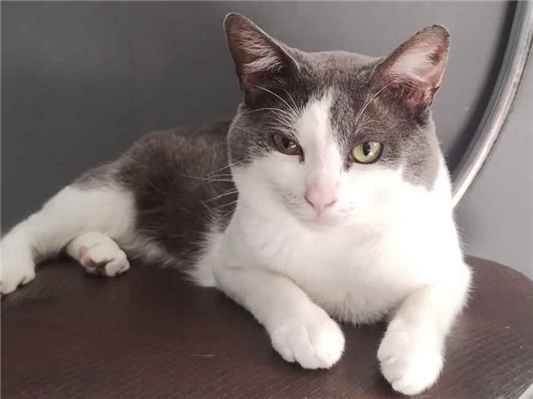 Gato para adoção Macho Pequeno 1 ano