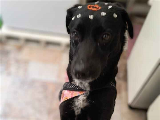 Cachorro cão para adoção Fêmea Médio  5 anos 