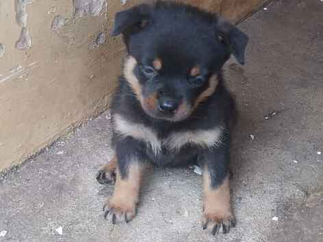 Cachorro cão para adoção Ambos Grande Abaixo de 2 meses 