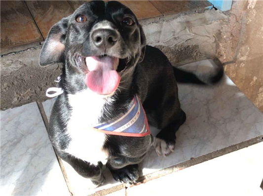 Cachorro cão para adoção Macho Pequeno 4 anos 