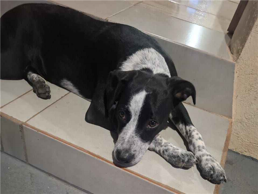 Cachorro cão para adoção Fêmea Médio  2 a 6 meses 