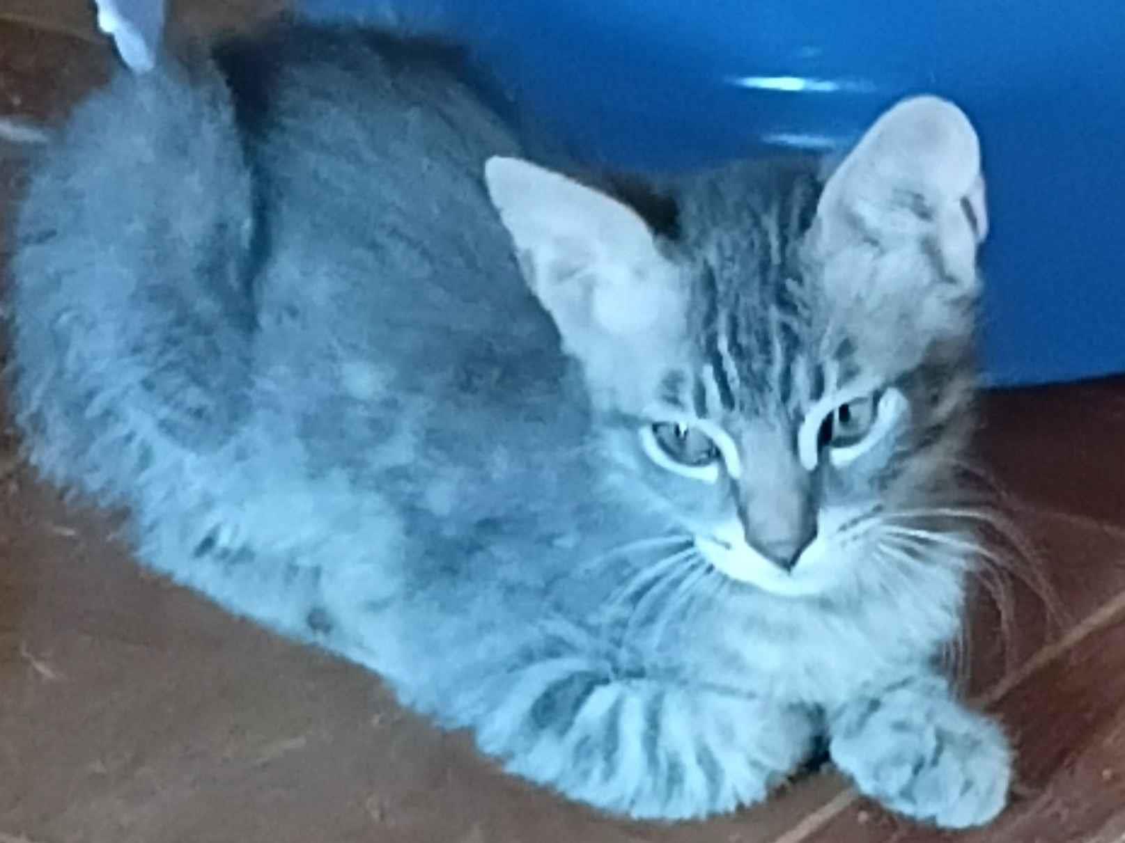 Gato SRD-ViraLata Grande 2-a-6-meses