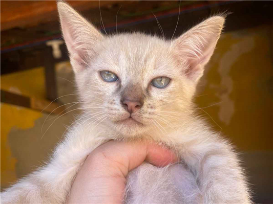 Gato para adoção Ambos Pequeno 2 a 6 meses