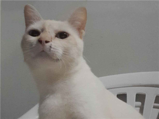 Gato para adoção Macho Grande 1 ano