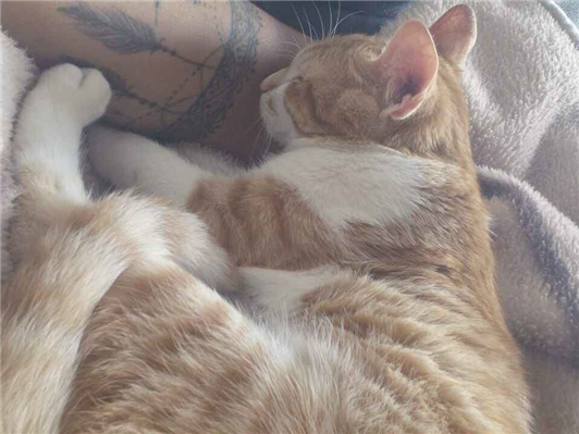 Gato para adoção Macho Pequeno 1 ano