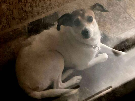 Cachorro cão para adoção Fêmea Médio  1 ano 