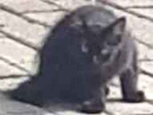 Gato para adoção Macho Pequeno 2 a 6 meses