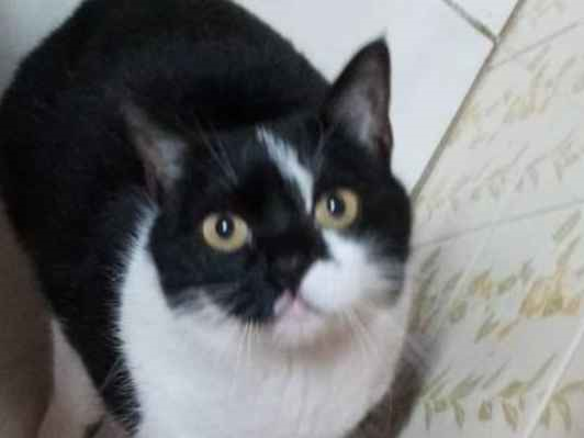 Gato Procura-Perdido Fêmea Pequeno 6 anos Acima 