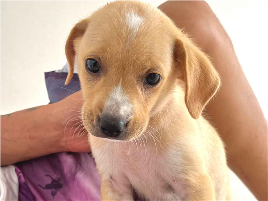 Cachorro cão para adoção Macho Médio  Abaixo de 2 meses 