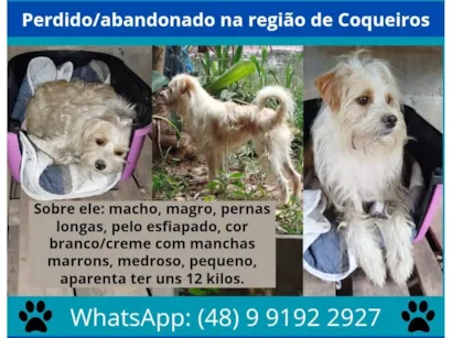 Cao SRD-ViraLata Pequeno 1-ano