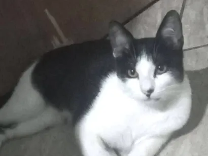 Gato SRD-ViraLata Pequeno 2-a-6-meses