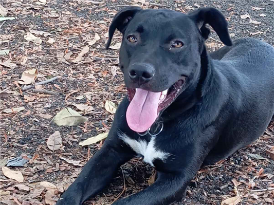 Cachorro cão para adoção Macho Médio  1 ano 