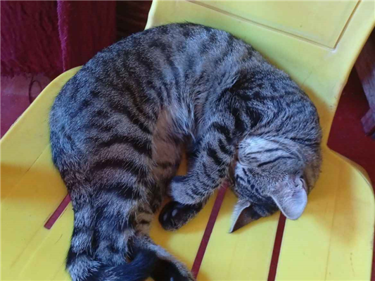 Gato para adoção Ambos Médio 2 a 6 meses