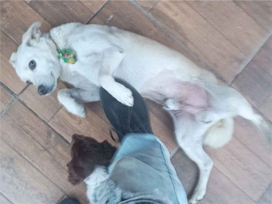 Cachorro cão para adoção Macho Pequeno 6 anos Acima 