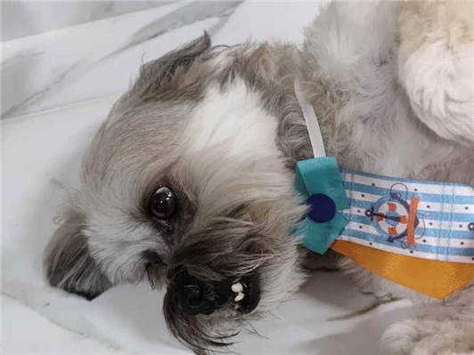 Cachorro cão para adoção Macho Médio  5 anos 
