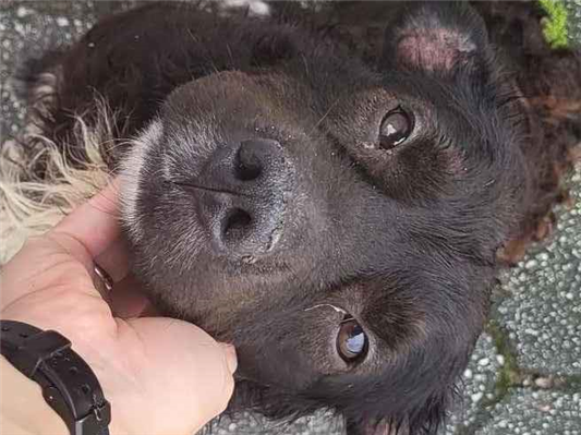 Cachorro cão para adoção Macho Médio  5 anos 