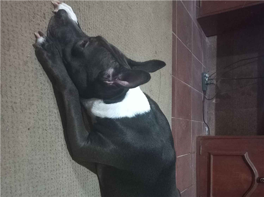 Cachorro cão para adoção Fêmea Médio  4 anos 