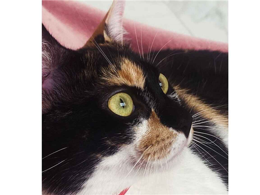 Gato Procura-Perdido Fêmea Médio 1 ano 