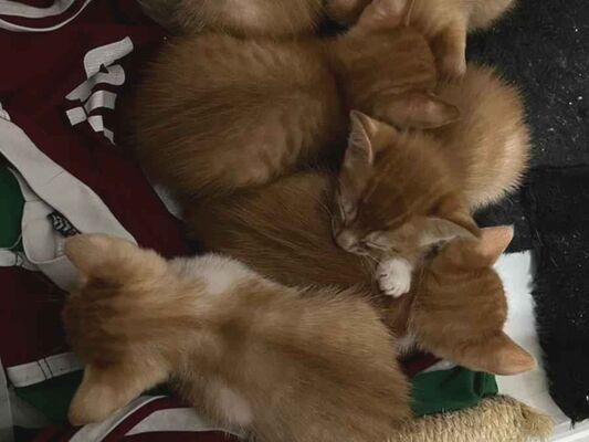 Gato para adoção Macho Pequeno Abaixo de 2 meses