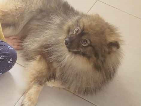 Cao Procura-Perdido Macho Médio 1 ano 