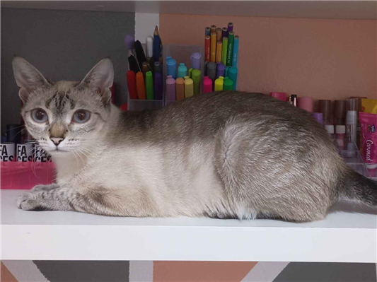 Gato Procura-Perdido Fêmea Pequeno 2 anos 