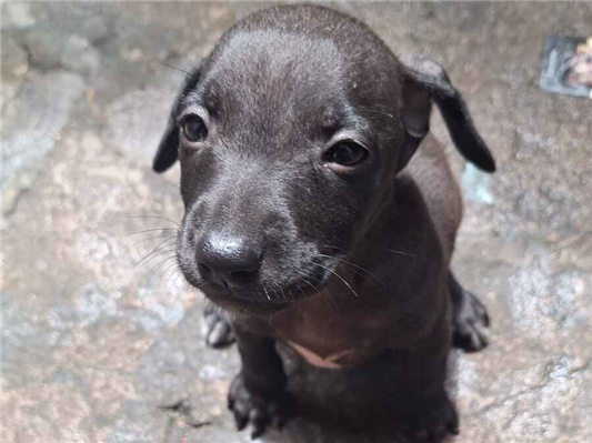 Cachorro cão para adoção Fêmea Médio  2 a 6 meses 
