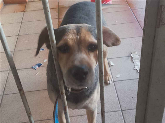 Cachorro cão para adoção Macho Médio  4 anos 