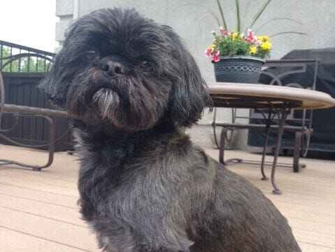 Cachorro cão para adoção Macho Pequeno 2 a 6 meses 