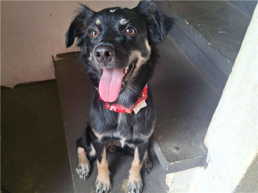 Cachorro cão para adoção Fêmea Médio  1 ano 