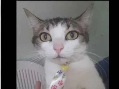 Gato SRD-ViraLata Medio 2-anos