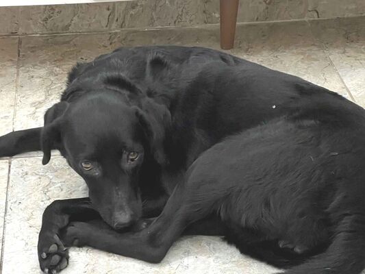 Cachorro cão para adoção Fêmea Médio  4 anos 