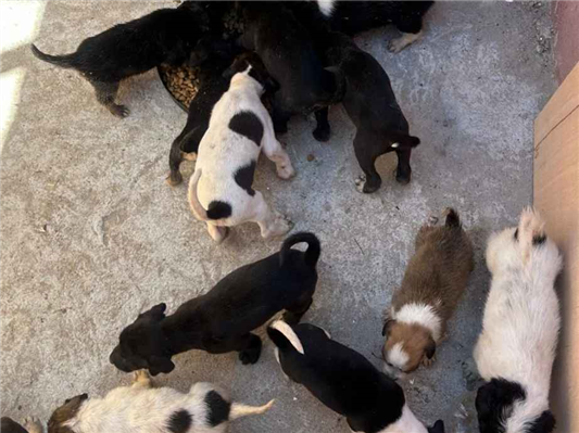 Cachorro cão para adoção Ambos Pequeno Abaixo de 2 meses 