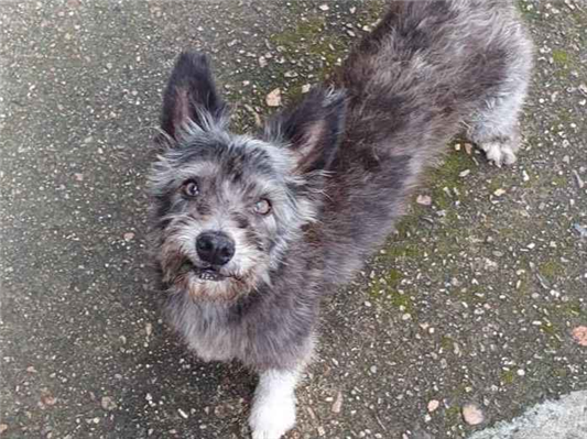 Cachorro cão para adoção Macho Pequeno 6 anos Acima 