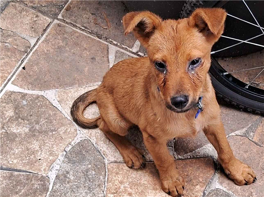 Cachorro cão para adoção Macho Médio  2 a 6 meses 