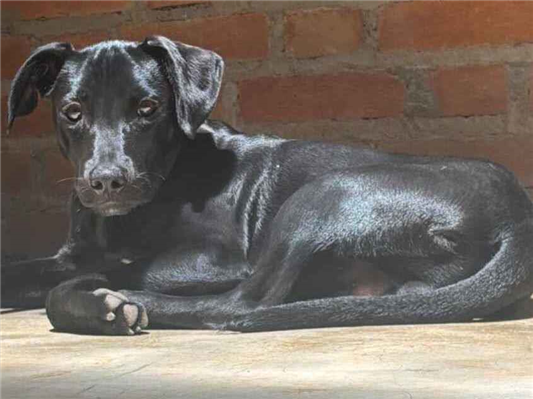 Cachorro cão para adoção Macho Médio  7 a 11 meses 