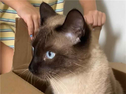 Gato para adoção Macho Pequeno 1 ano