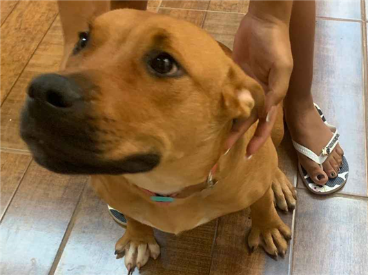 Cachorro cão para adoção Fêmea Grande 7 a 11 meses 
